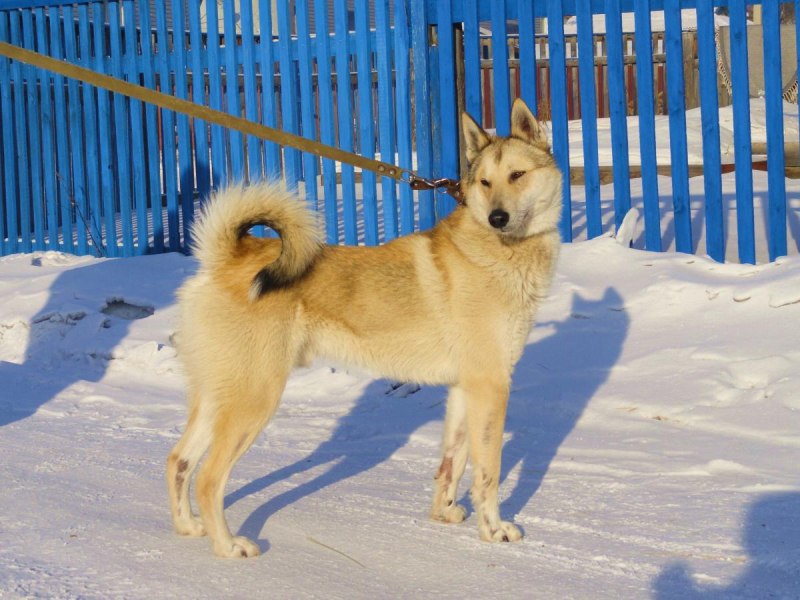Лайка Акита
