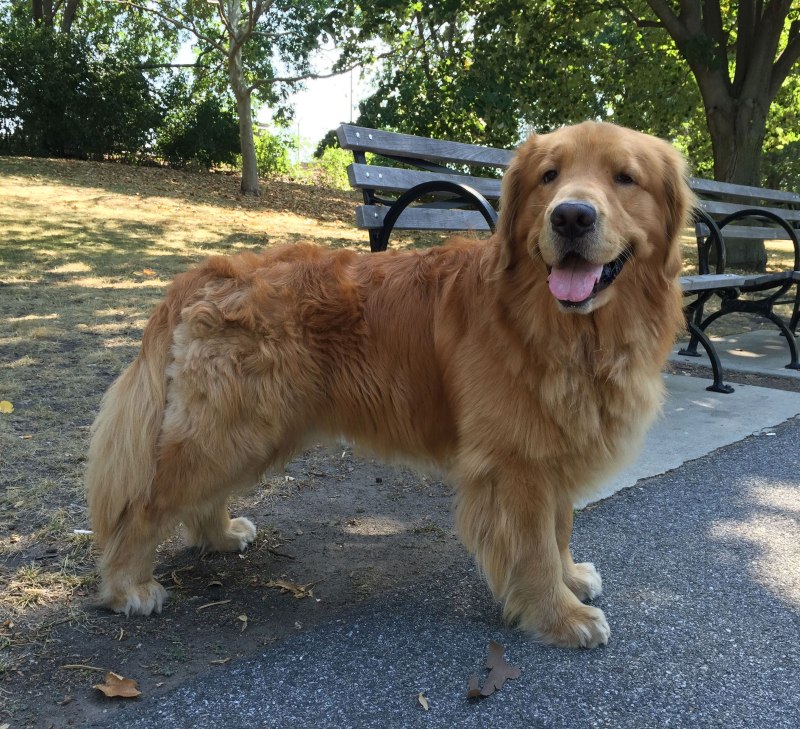 Golden Retriever 2 years