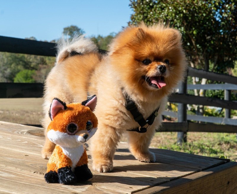 Шпиц jiffpom