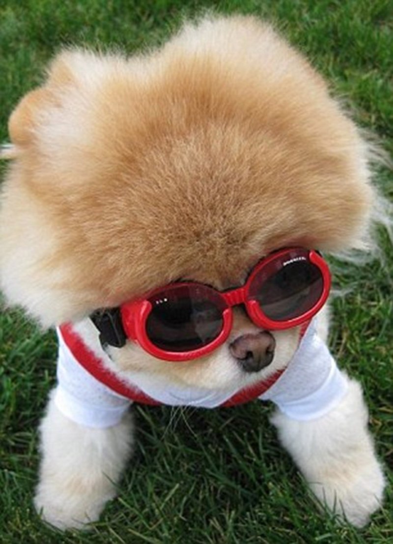 Померанский шпиц jiffpom белый