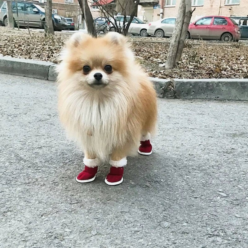 Померанский шпиц неухоженный