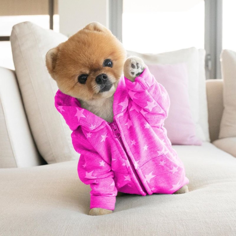 Шпиц cute Pomeranian