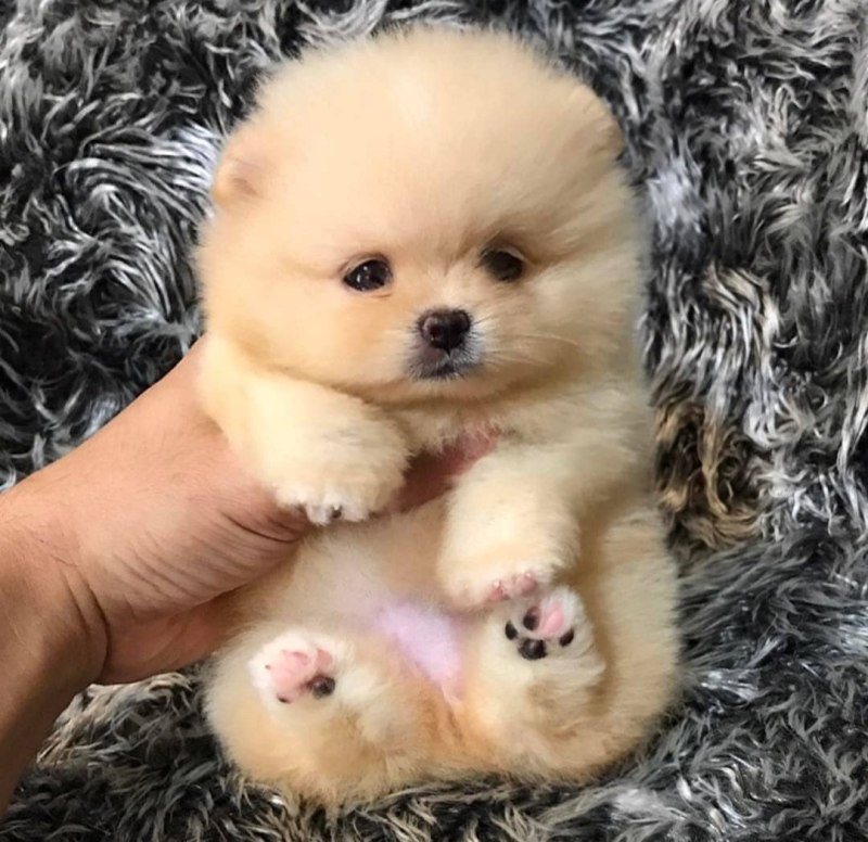 Померанский шпиц щенок Boo