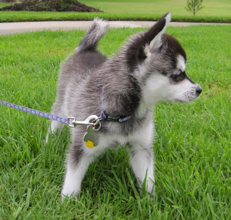 Австралийский кли Клай