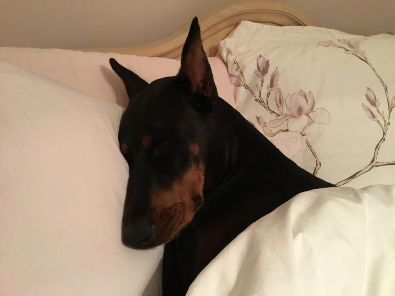 Doberman good Night