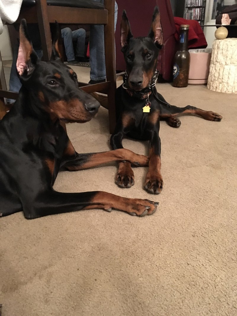Doberman Pinscher Puppies for sale