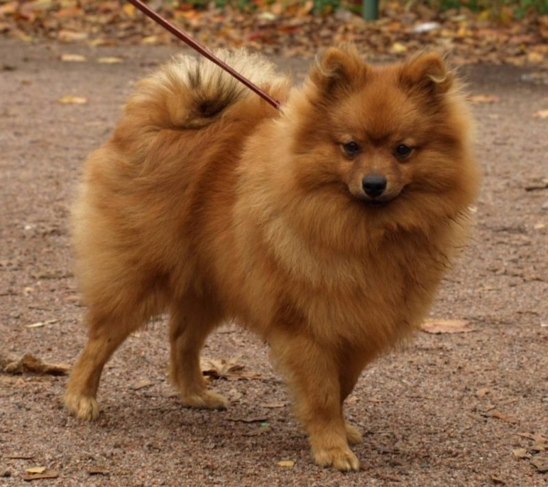 Средний шпиц Миттельшпиц