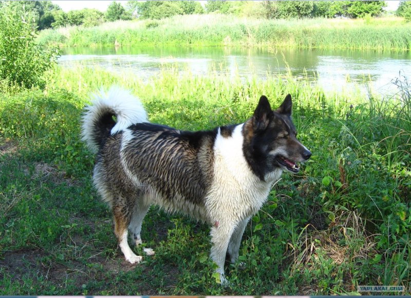 Сибирский хаски