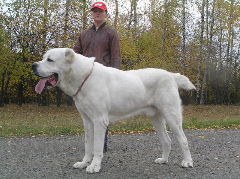 Алабай собака
