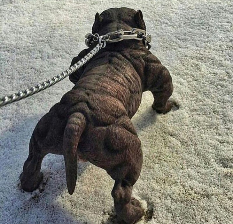 Питбуль с цепью на шее