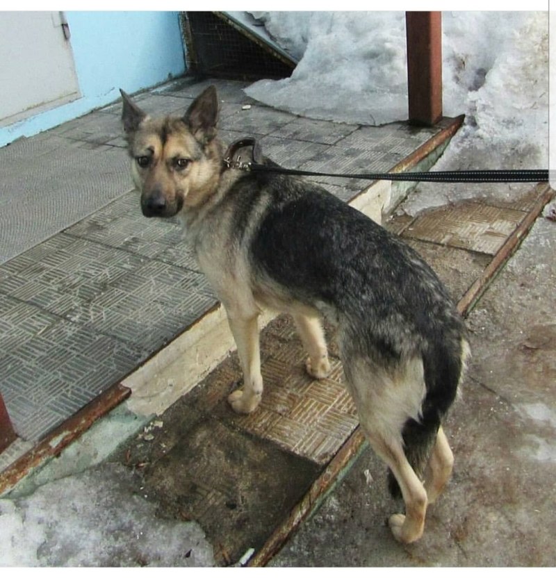 Беспородные овчарки