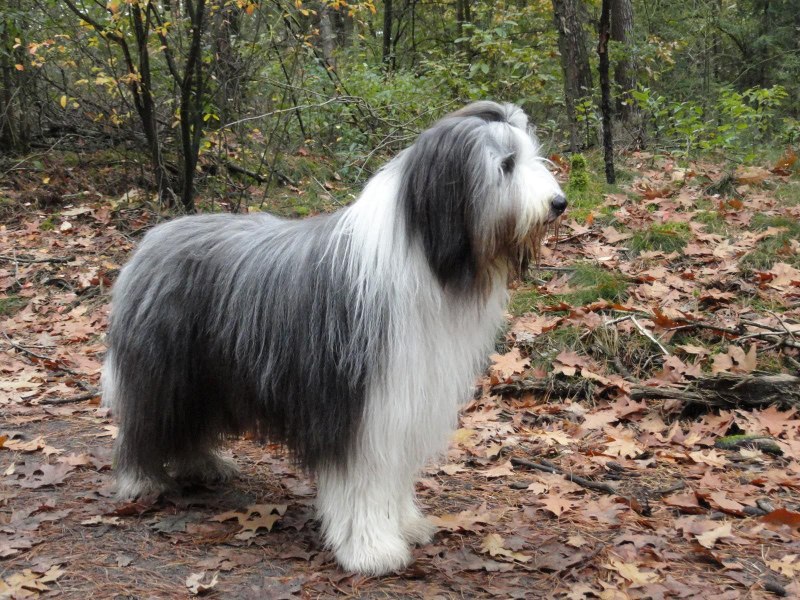 Шотландская бородатая колли