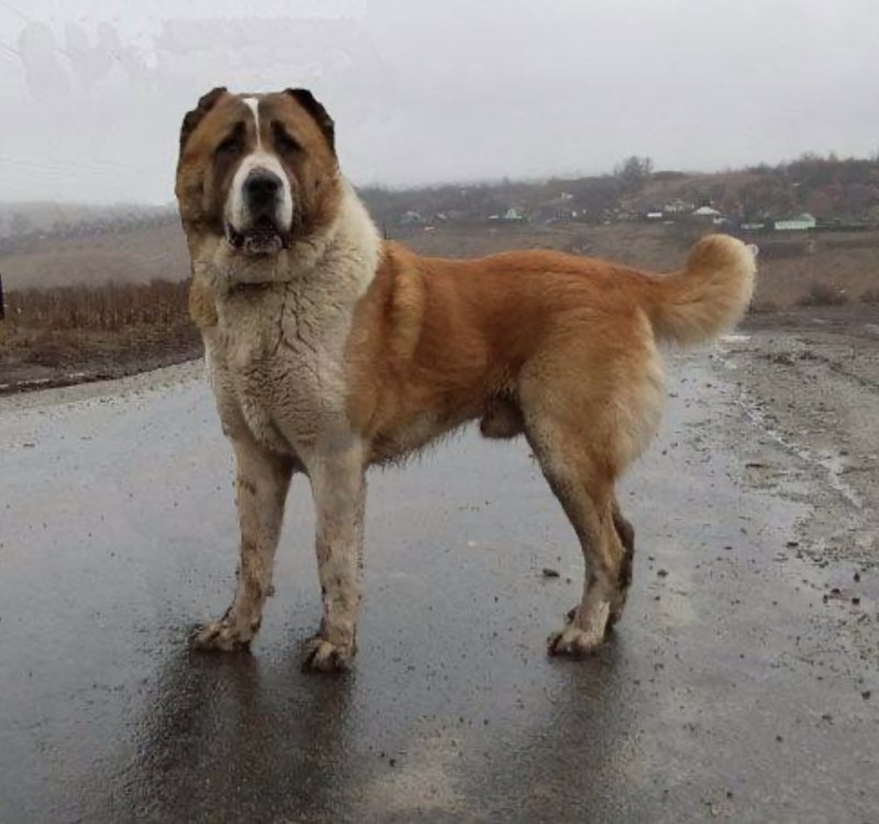 Памятник алабаю в Ашхабаде