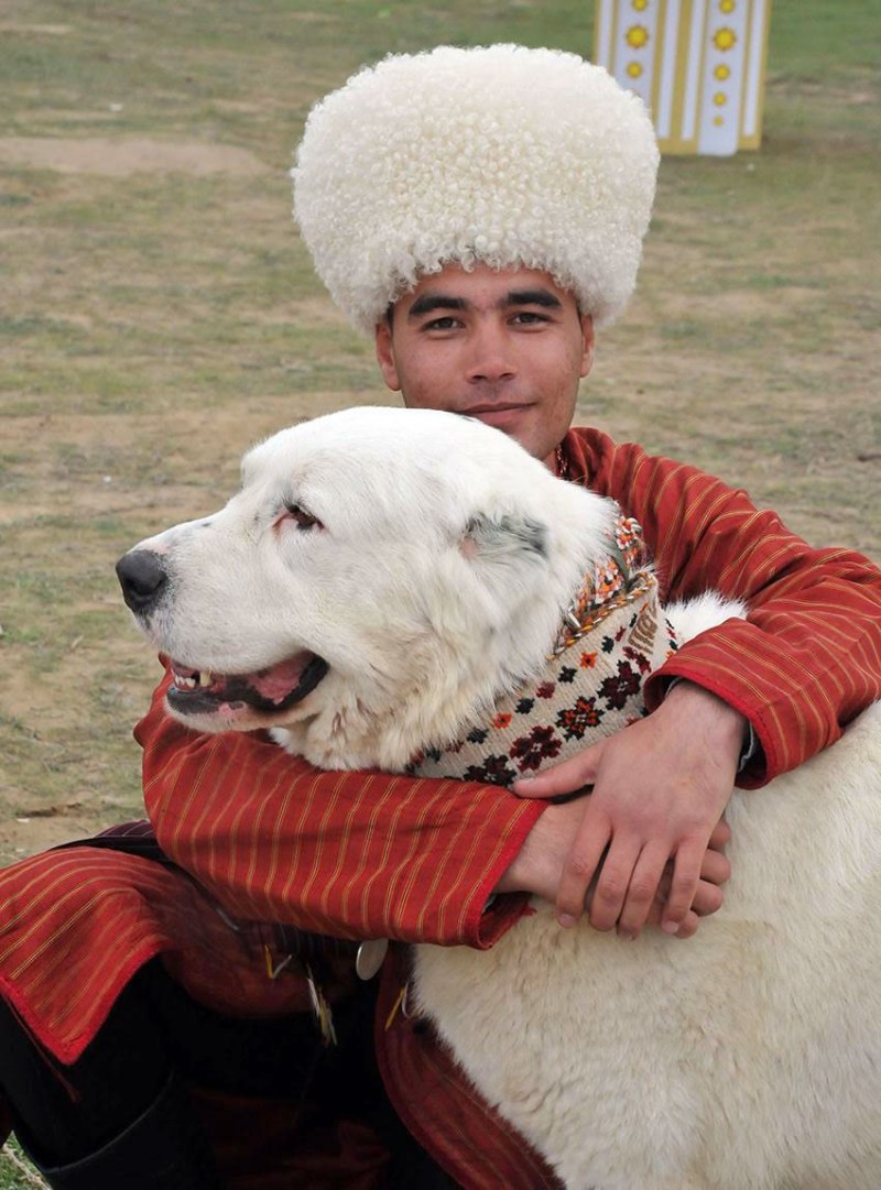 Туркменский алабай