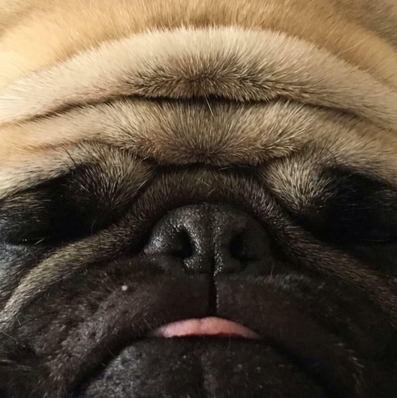 Мопс черный