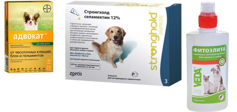 Маленькие клещи на собаке