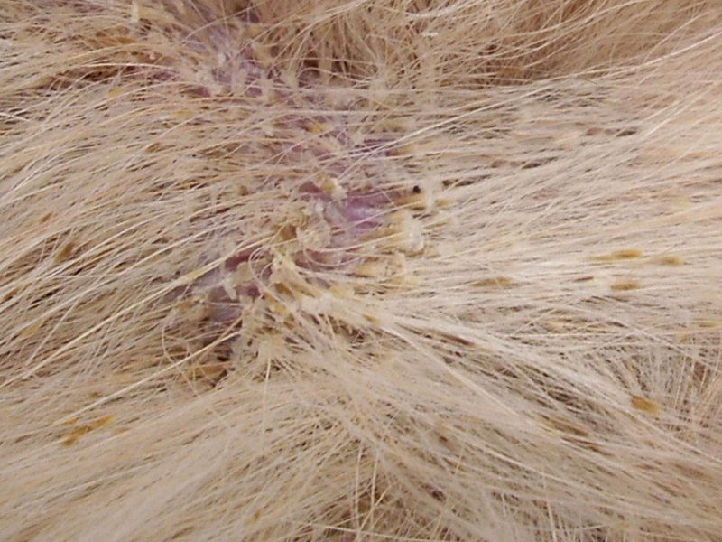 Beaphar Bea Flea Shampoo