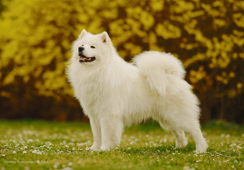 Корефинская лайка щенок