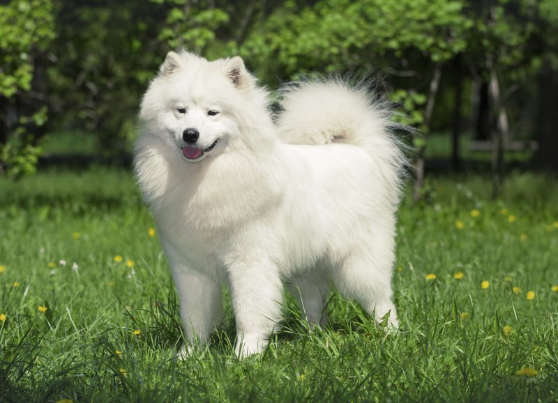 Карело финский шпиц