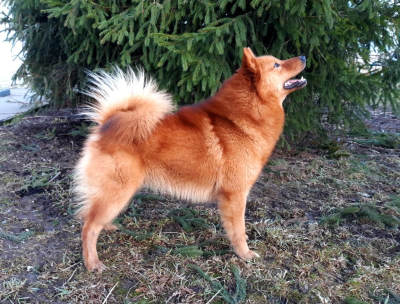 Американский эскимосский шпиц