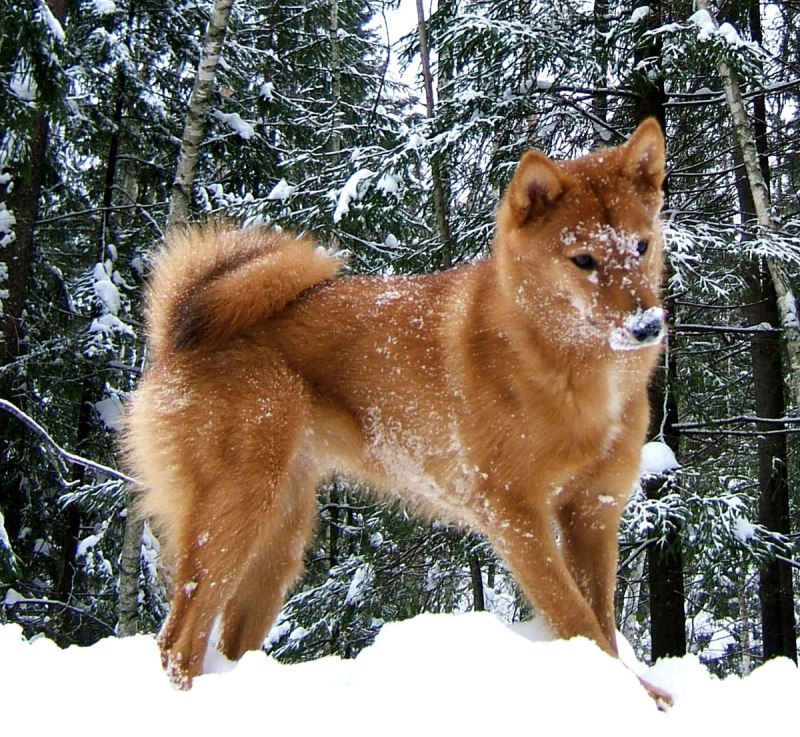 Американский эскимосский шпиц