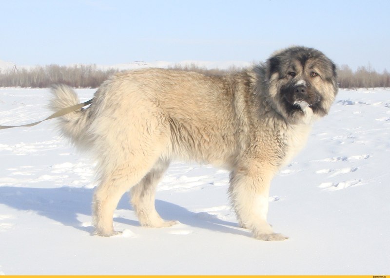 Кавказская овчарка Puppy