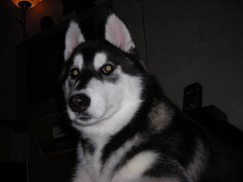 Angry Husky