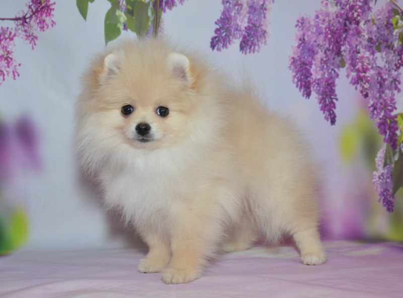 Немецкий шпиц