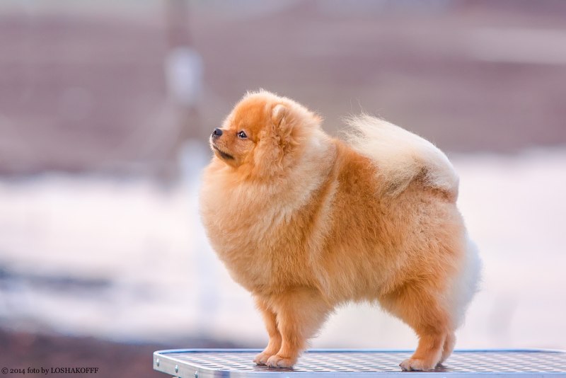 Шпиц молочного цвета