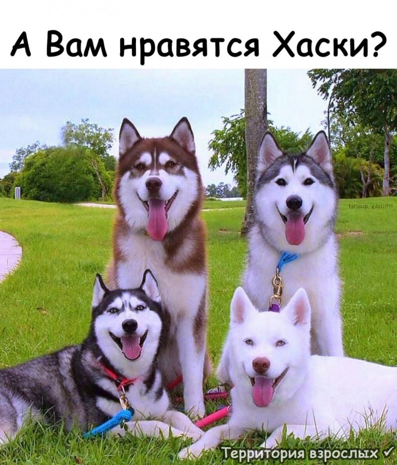 Маламут черный