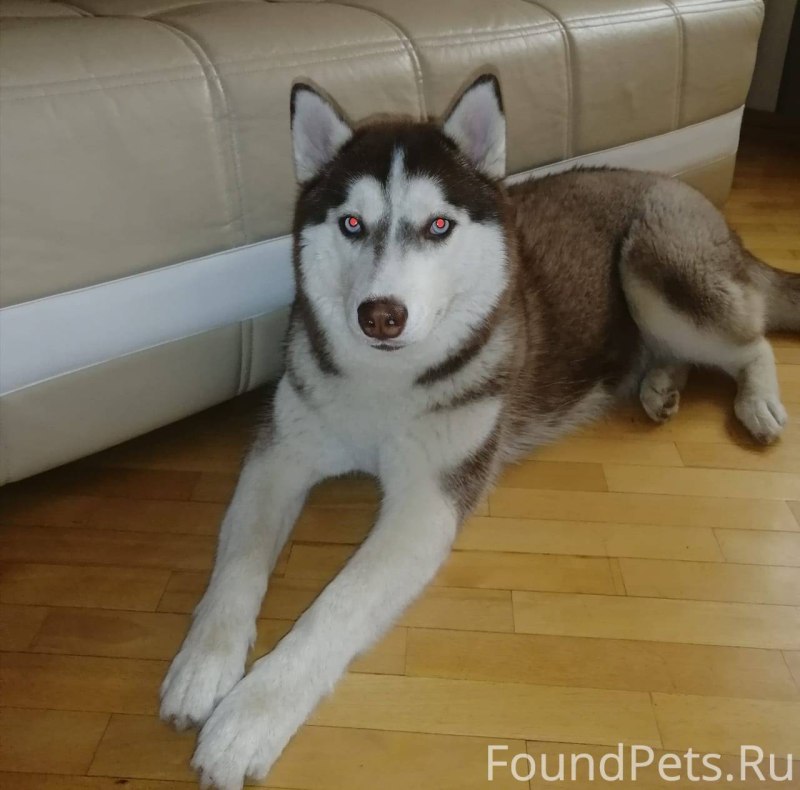 Сибирский хаски альбинос