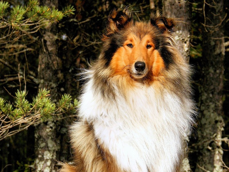 Королевский колли