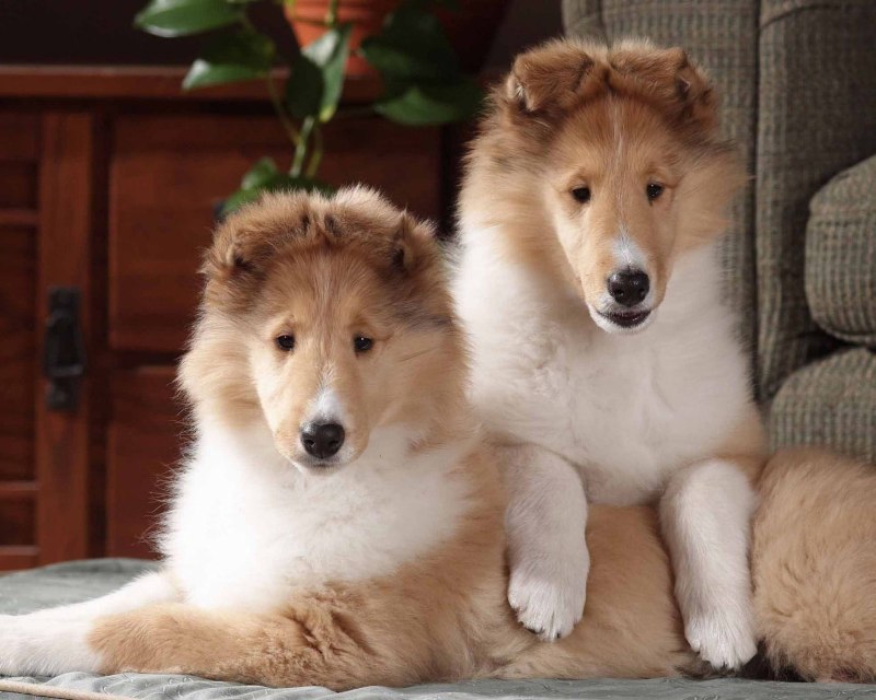 Челси колли