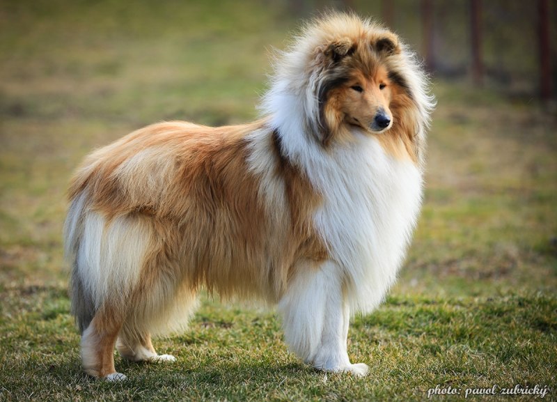 Королевский колли