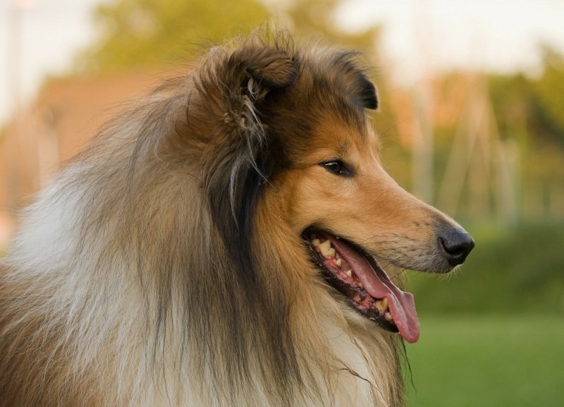 Колли ДШ
