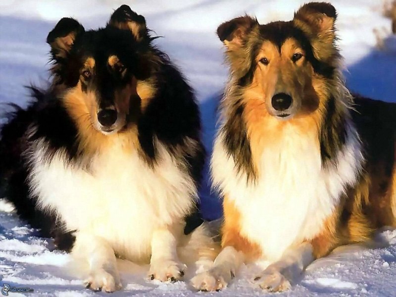 Шотландская колли