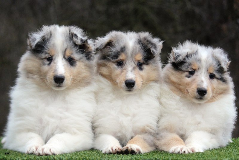 Колли Шотландская овчарка длинношерстная