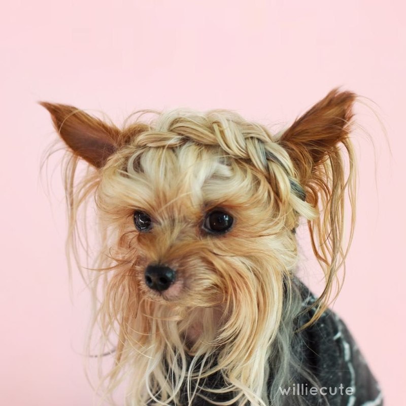Yorkie кос