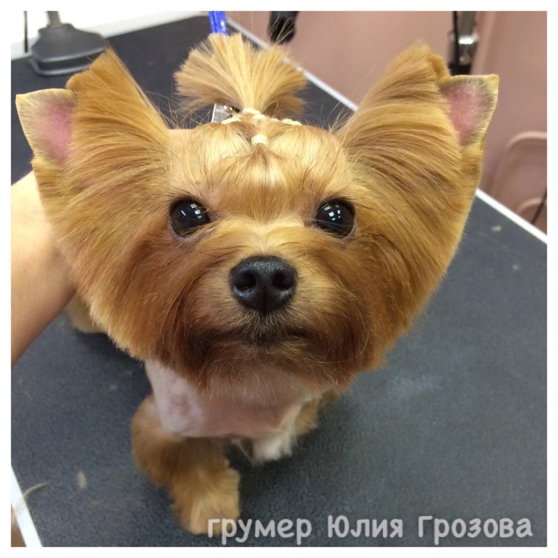 ПЭТ стрижка Йорка