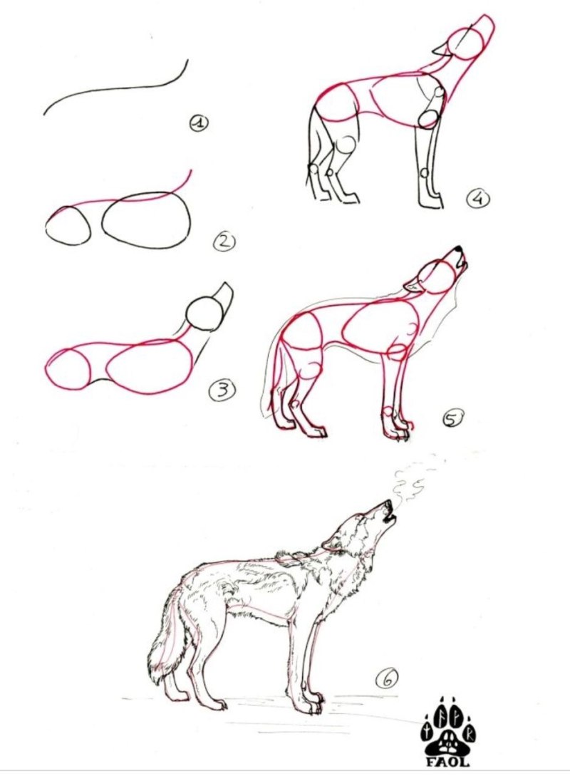 Схема собаки рисунок