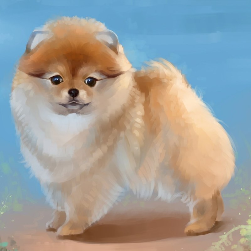 Померанский шпиц корейский