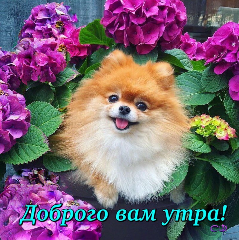 Разноцветная собака шпиц