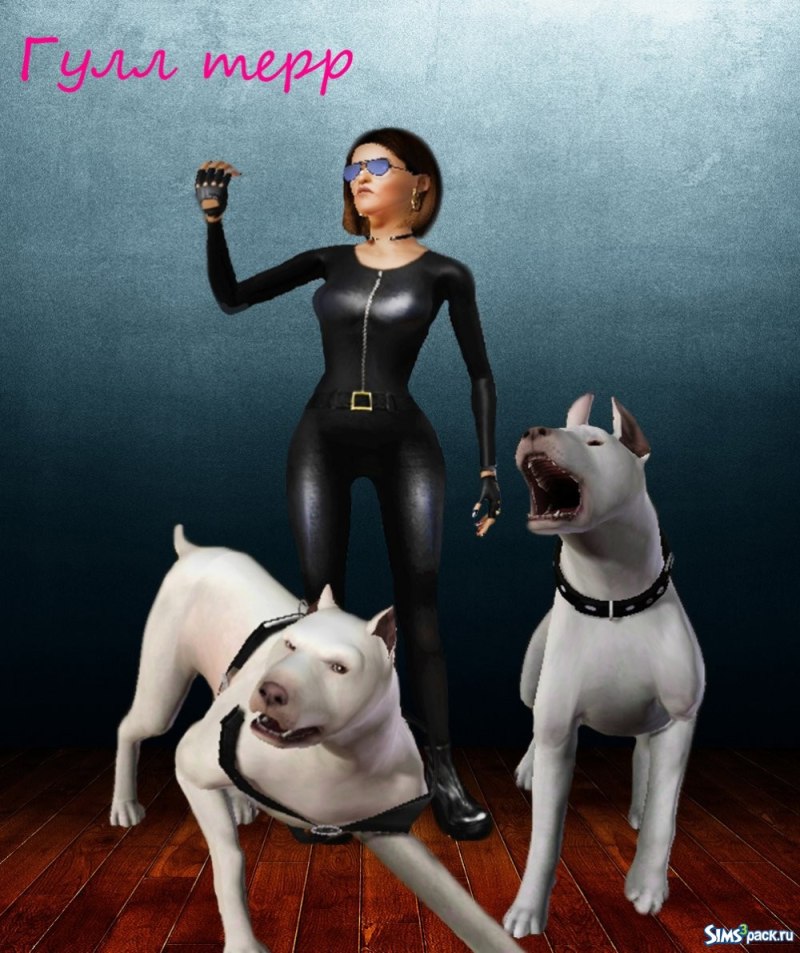 Meet a Multi-titled American Pit bull Terrier!