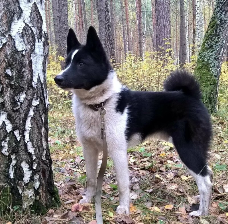 ЗСЛ лайка
