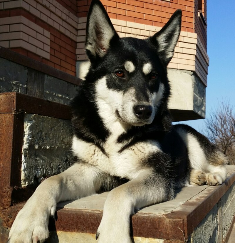 Западносибирская лайка