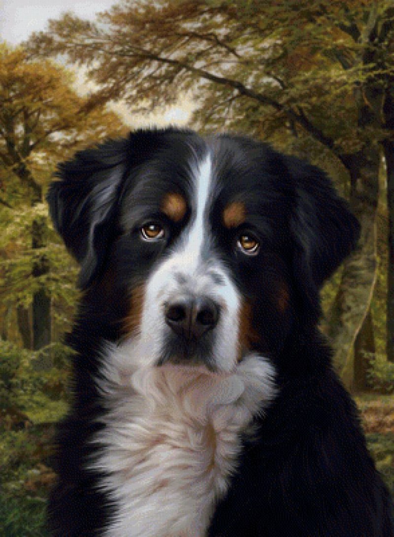 Bernese Sheppard