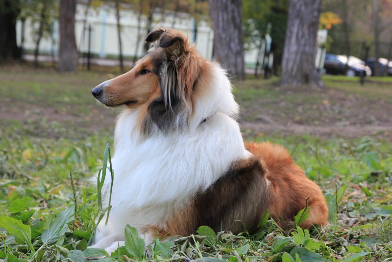 Колли шелти