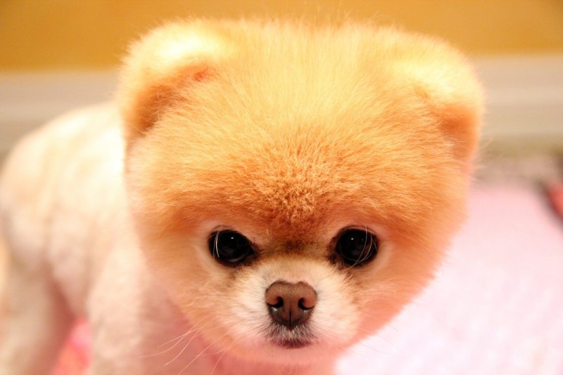 Померанский шпиц Boo
