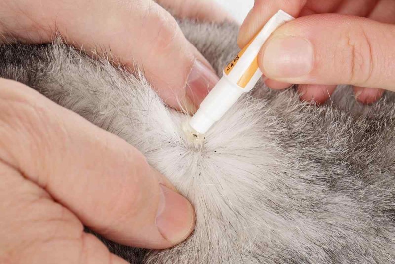 Кошку обрабатывают от блох