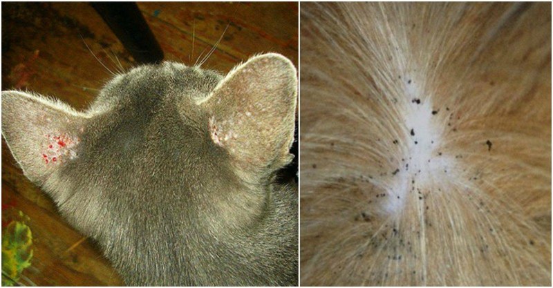 A Dog with Fleas